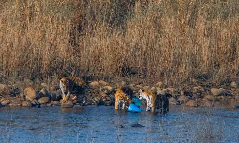Tigers captured playing with plastic in Corbett, Twitter fumes