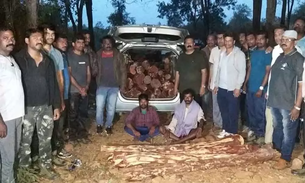 Tirupati: Task Force officials seize 75  red-sanders logs, arrest 2 smugglers