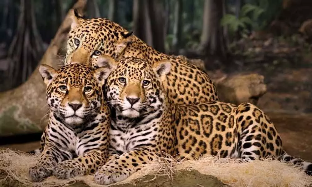 Bengaluru: Scientists find 75-90 % decline in leopard population in India