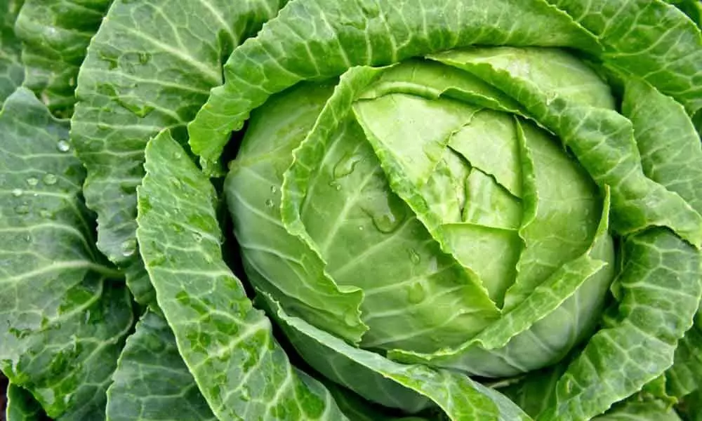 Compound in cabbage, cauliflower may help fight fatty liver disease: Study