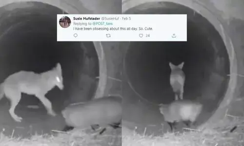 Scientists Amused by the Friendship between Notoriously Grumpy Coyote and Badger