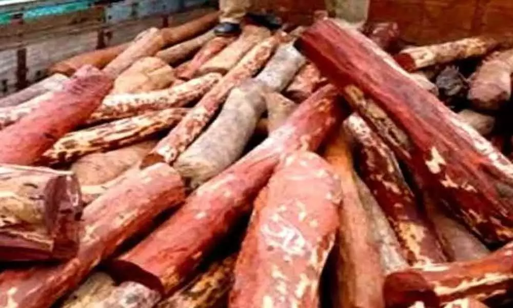 Anantapur: Officials accelerate steps to prevent red sanders smuggling