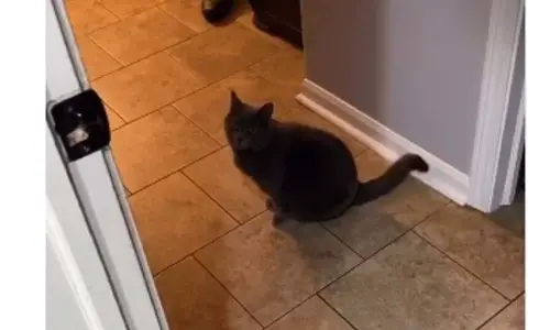 Pet Cats Meow Sounds Like Are You Coming? Video went Viral over Internet