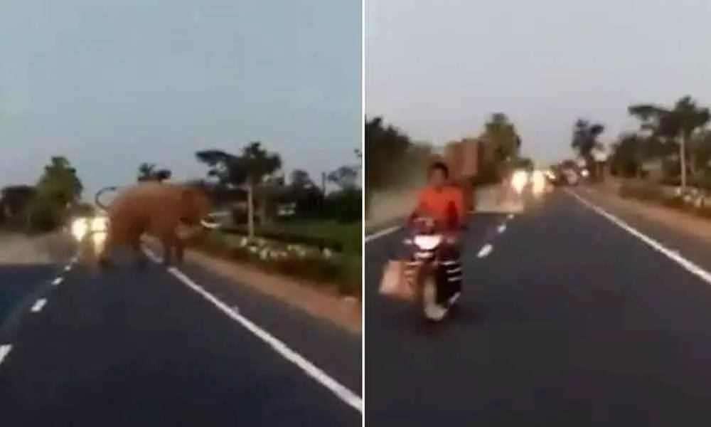 Watch: Impatient Biker almost gets hit by an Elephant while crossing a blocked road