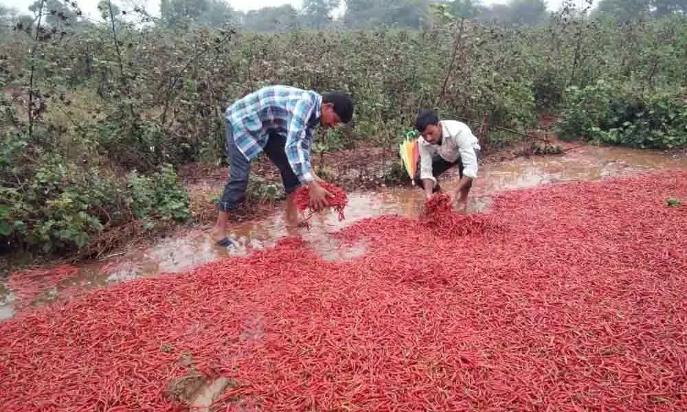 Rains leave chilli farmers in deep waters