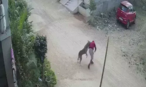 Hyderabad: Dogs, monkeys wreak havoc in Patancheru colonies