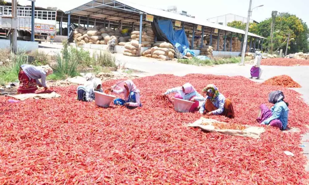 Guntur: Red chilli arrivals picks up in Guntur Mirchi Yard