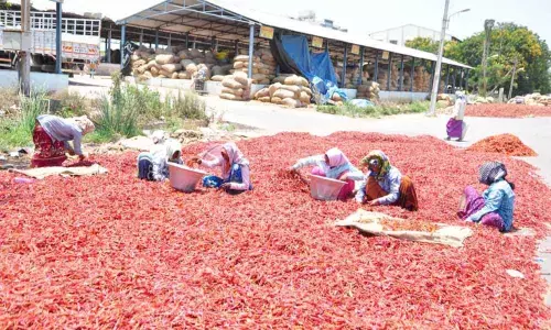 Guntur: Red chilli arrivals picks up in Guntur Mirchi Yard