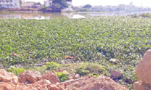 Hyderabad: Hyacinth fully covers lakes in Meerpet