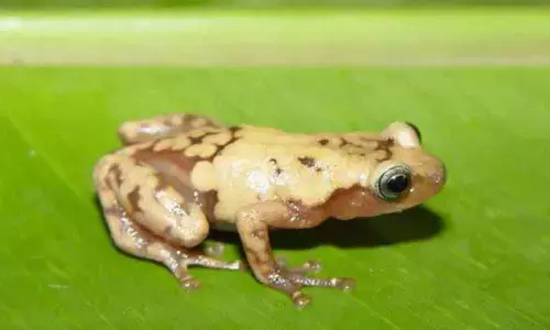 Animal species heading to extinction by 2070: Study