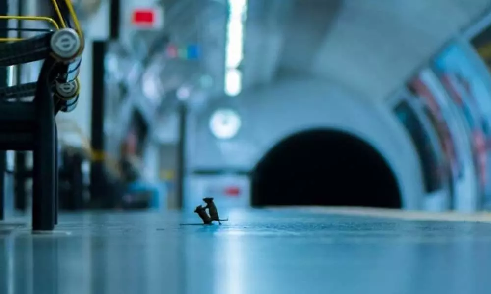 Mesmerizing photo of two mice Fighting on London Subway Wins Wildlife Photographer of the Year Award