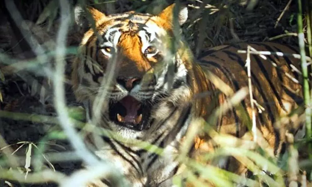 When you spot the tiger and he obliges you with enough time to click, MS Dhoni turns wildlife photographer, See Pic