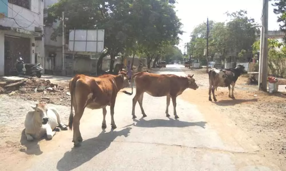 Kakinada: Cows block roads attack motorists, complain, residents,