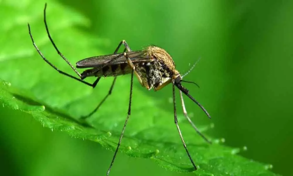 Scientists develop non-toxic way to kill mosquitoes