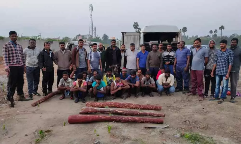 Tirupati: 13 red-sanders smugglers arrested, 52 logs seized