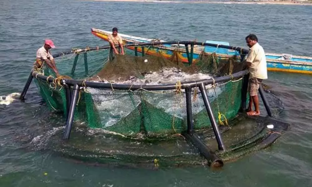 Visakhapatnam: Cage culture to promote fish production in a big way