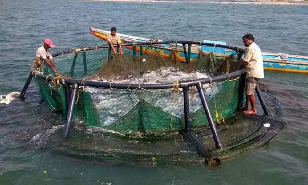 HDPE Fish Cage, For Fishing at Rs 15000/unit in Mumbai