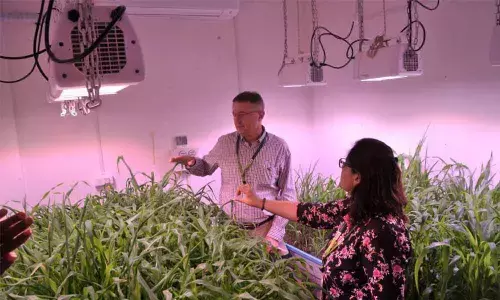 Breeding new crop variety in a jiffy:ICRISAT