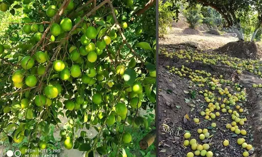Sweet lemon farmers incurred huge crop losses