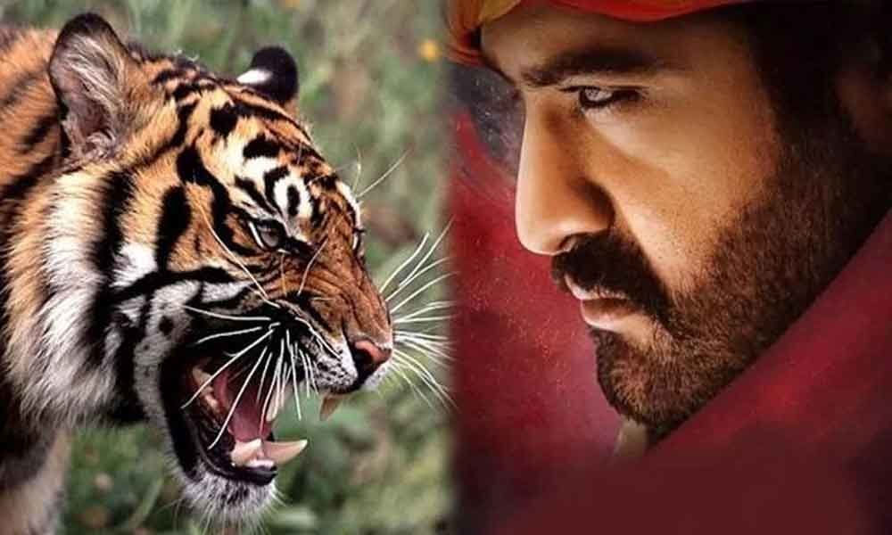 Jr NTR's Fight with Real Tiger in RRR?