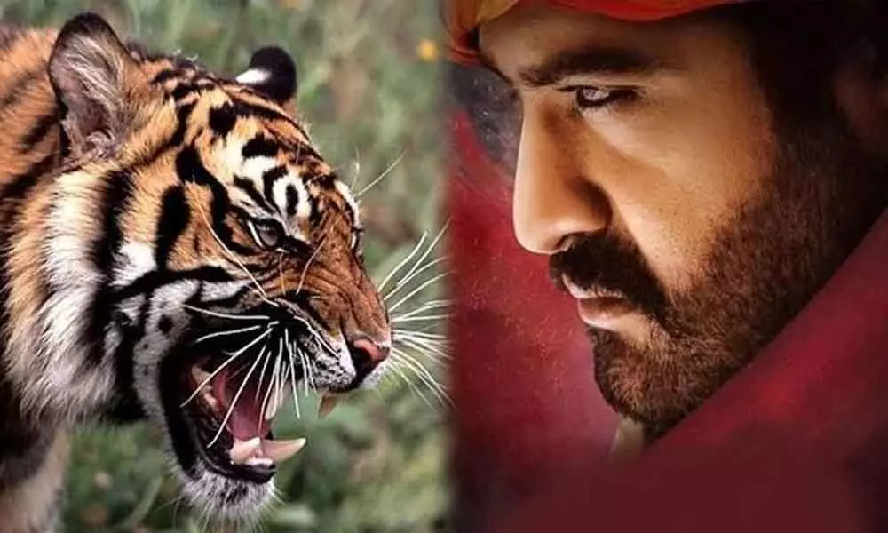 Jr NTRs Fight with Real Tiger in RRR?