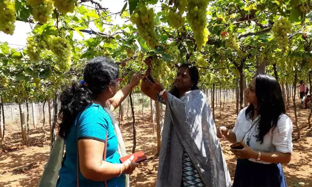 Rajendranagar: Grape festival drawing people in droves