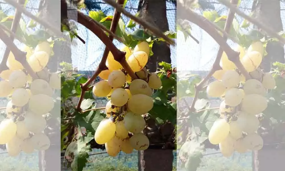 Hyderabad: Anab e Shahi losing out to seedless grapes