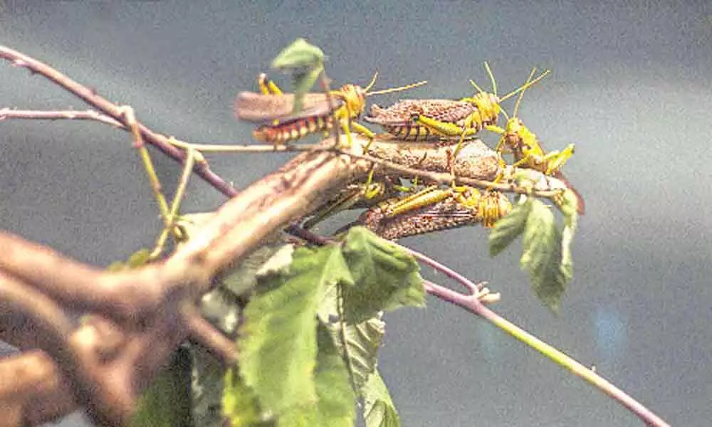 New smartphone app to tackle locust outbreak developed