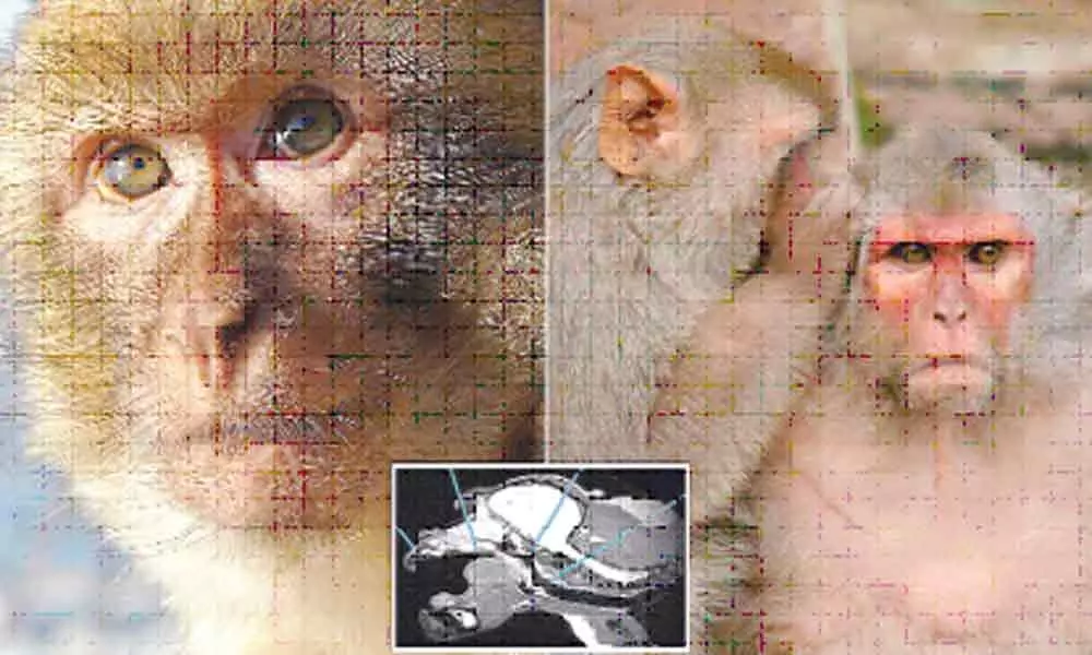 Brain circuit generating conscious awareness unravelled in monkeys