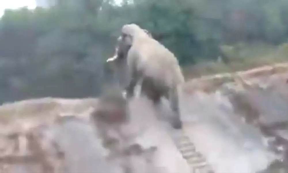 Viral Video: An elephant seems to climb stairs? Have you ever seen this? No? Watchto get Amazed