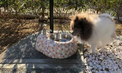 Japans Innovation at its best - First airport bathroom for Canine features self cleaning pee hole