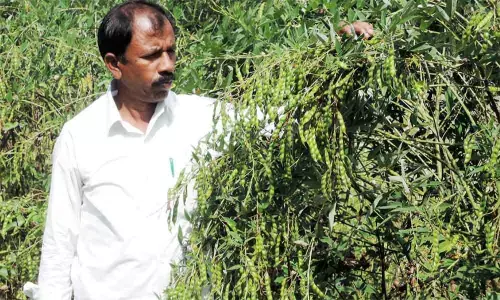 Red gram farmers take to streets against market officials apathy