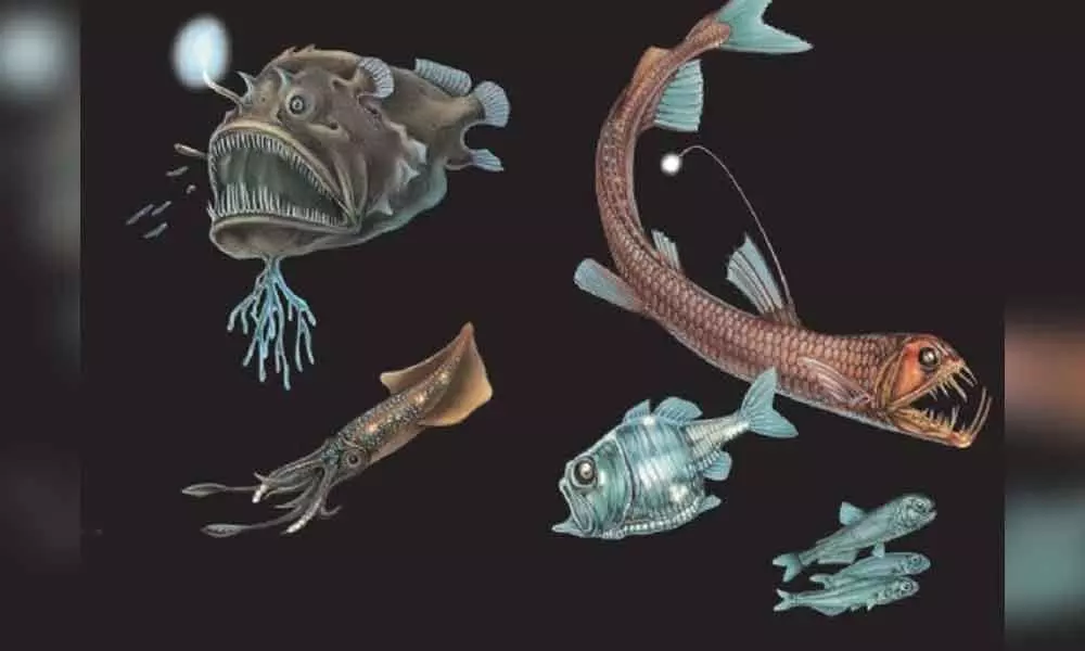 Today in History: New deep-ocean life