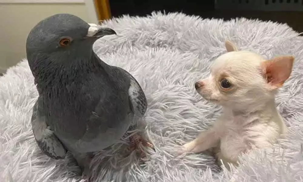 A puppy and a pigeon became Best Friends, They won The Heart of Netizens on Social Media