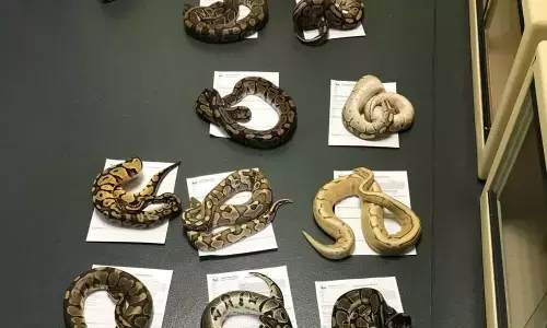 Pillowcases Full of Live Snakes, Outside of Fire Station of UK, Someone Regularly Leaving them