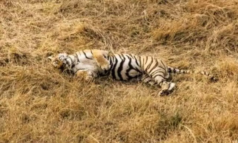 Tigress found dead in Dudhwa national park
