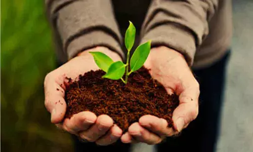 New soil bacteria may help treat environmental toxins, fight climate change: Study