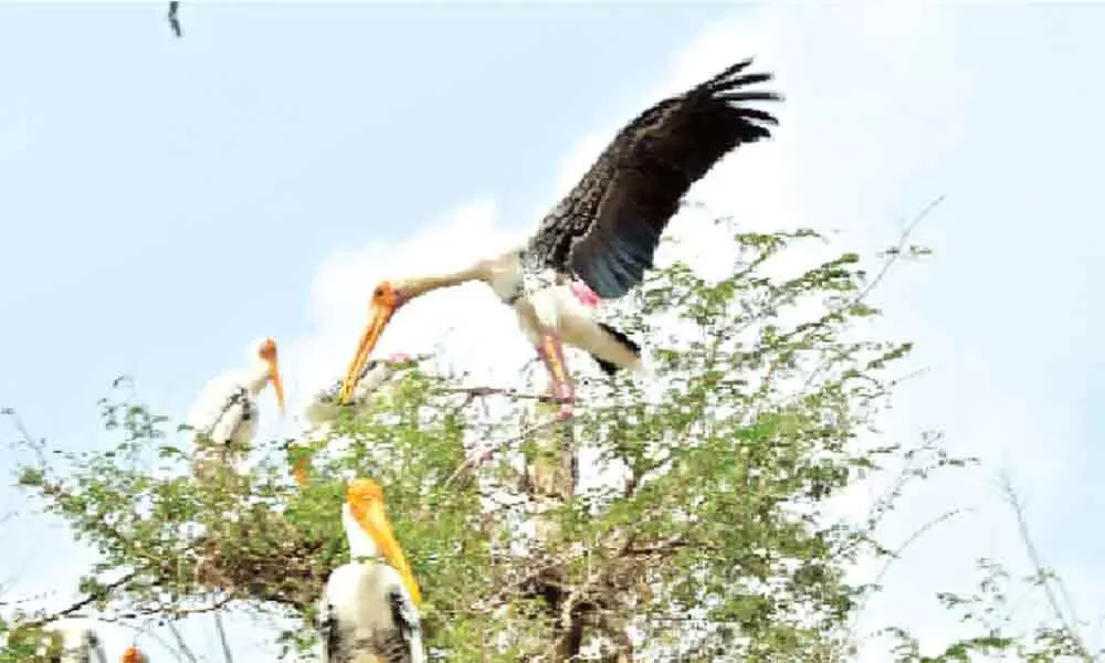 Khammam village comes to life with winged visitors