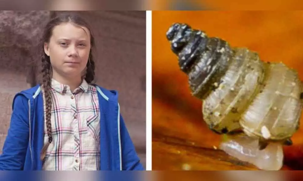 Snail named after climate activist Greta Thunberg