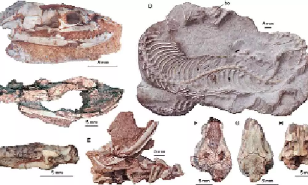 Tiny prehistoric lizard sheds light on reptile evolution: Study