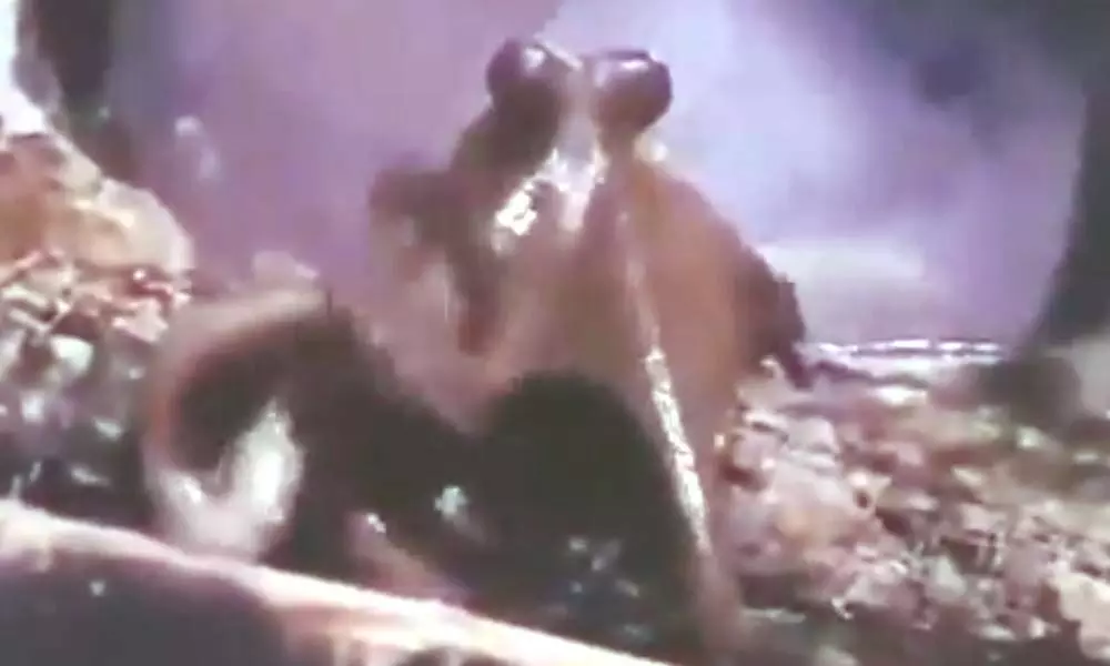 Viral Video of An Octopus While Waving Hello. Have You Ever Seen It? Twitter Calling the Creature a Gentlepus. Watch Video