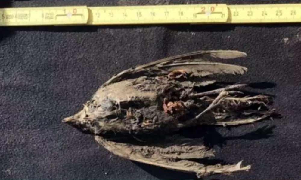 46,000-year-old frozen horned lark bird found in Siberia