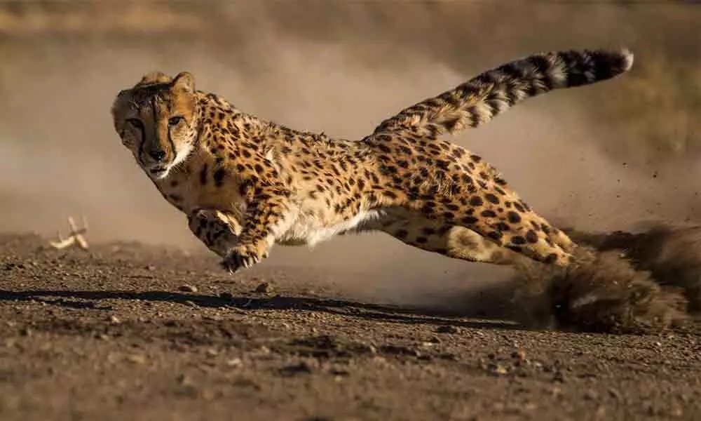 India gets ready to bring back cheetah