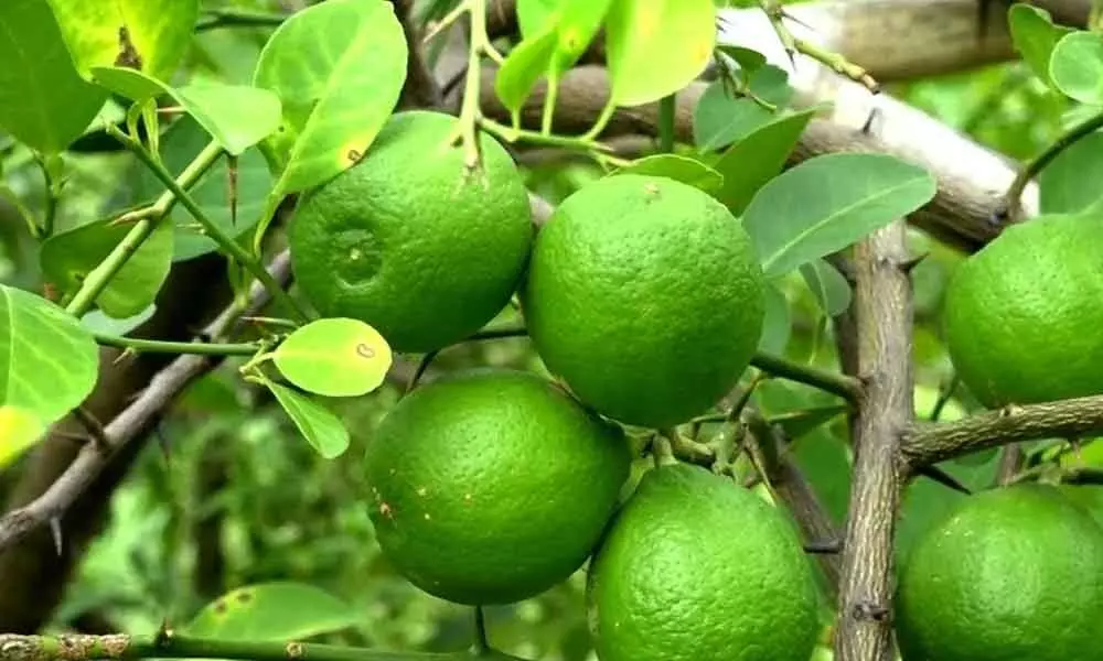 Sweet lemon farmers incur heavy losses due to water scarcity