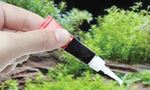 Novel plant-based super-glue developed