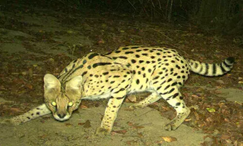 Camera traps help spot endangered Sumatran wildlife