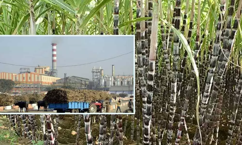 Sugar mills yet to clear Rs 2,400 crore pending dues to cane growers: Government