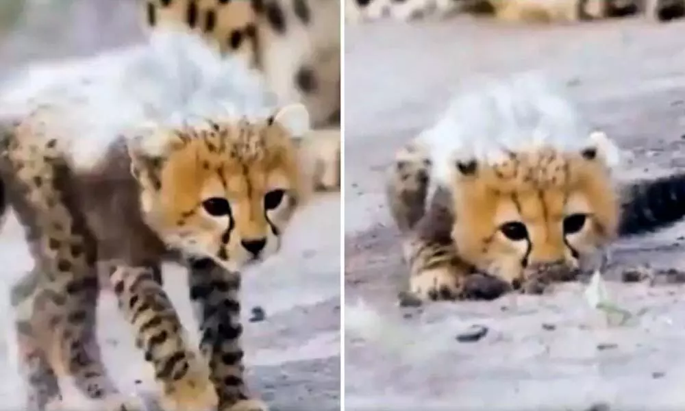 Viral Video: Cheetah cubs learn hunting skills. Internet says adorable and loving it