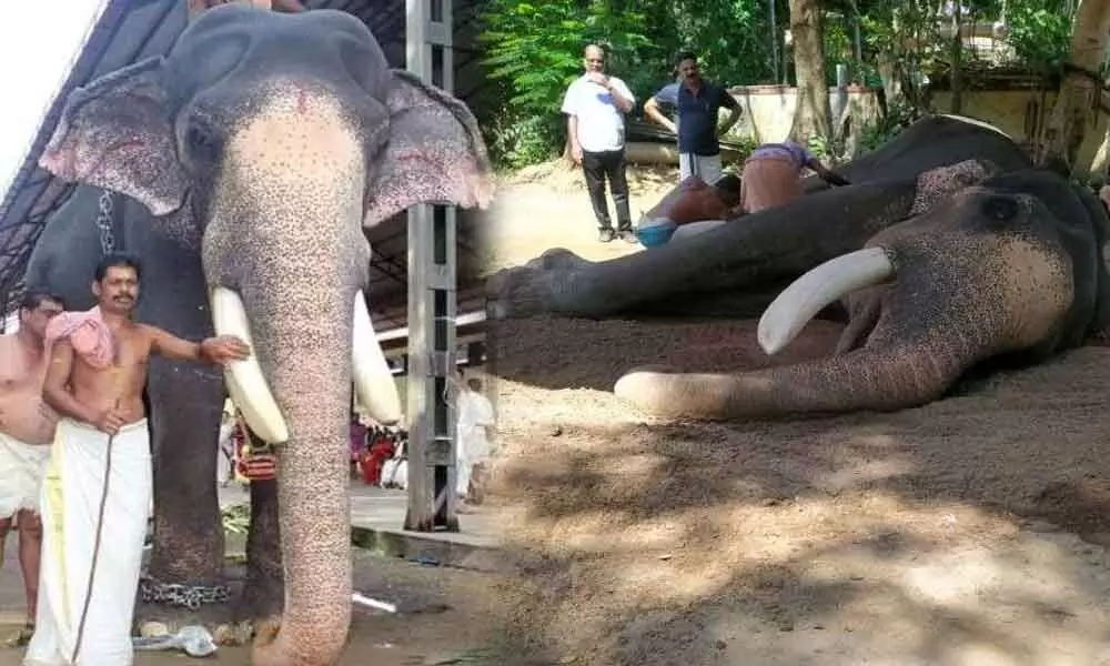 Famed Kerala Temple Elephant, Guruvayur Padmanabhan, Dies at 84