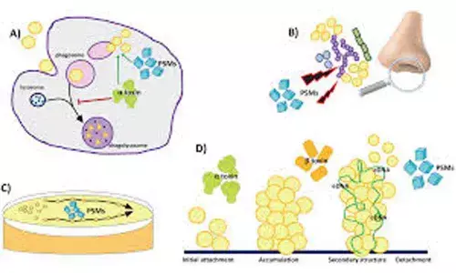 How bacteria causing typhoid fever identifies hosts immune cells